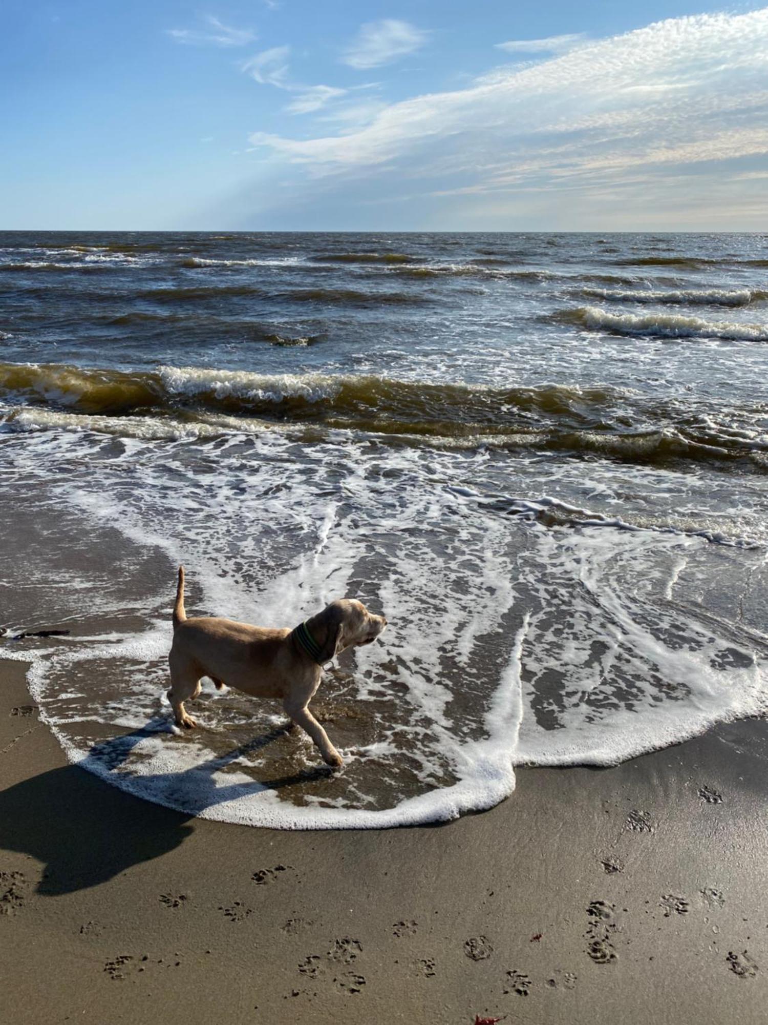 Hus med pool nära havet Villa Falkenberg Exteriör bild